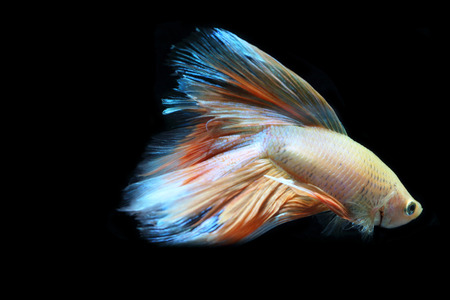 Yellow fighting fish on a black background.の写真素材
