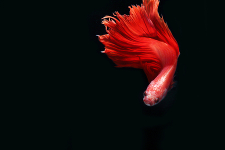 Red fighting fish on a black background.の写真素材