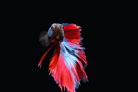Blue fighting fish on a black background.の写真素材