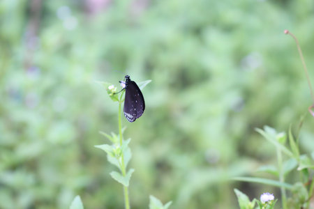 Butterflies live in gardens, beautifully patterned wings.の写真素材