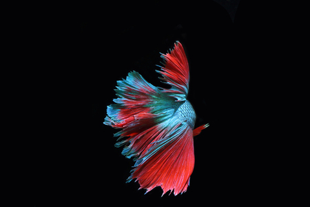 Blue fighting fish.の写真素材