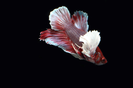 Red fighting fish.の写真素材