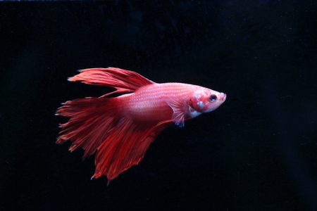Red fighting fish.の写真素材