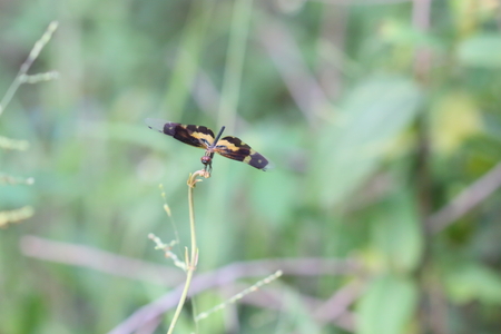 Black-winged dragonfly, yellowing in the garden.の写真素材