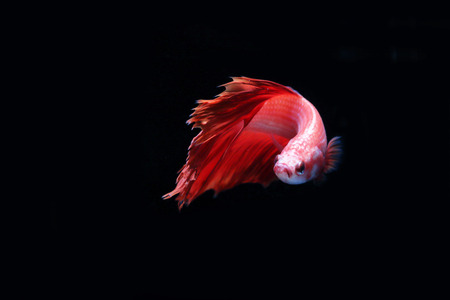 Red fighting fish on a black background.の写真素材
