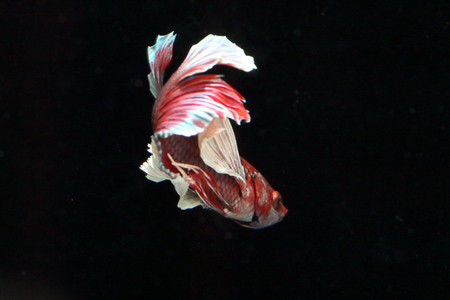 Red fighting fish on a black background.の写真素材