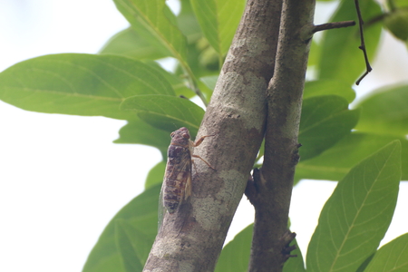 Cicada is on a tree in the wild.の写真素材