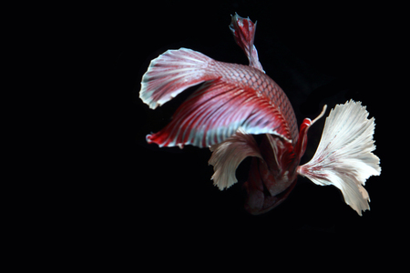 Red fighting fish on a black background.の写真素材