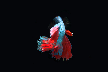 Blue fighting fish on a black background.の写真素材