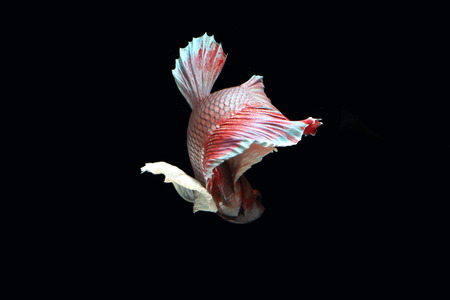 Red fighting fish on a black background.の写真素材