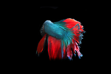 Blue fighting fish on a black background.の写真素材