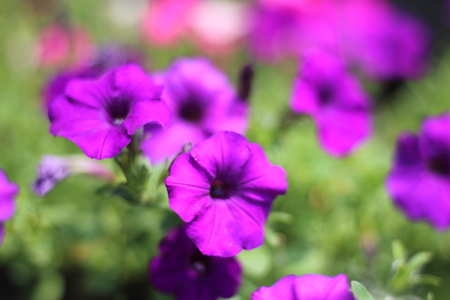 Purple Petunia is in the garden in Thailand.の写真素材
