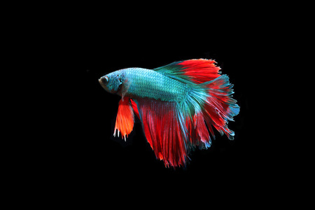 Blue fighting fish on a black background.の写真素材