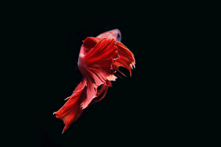 Red fighting fish on a black background.の写真素材