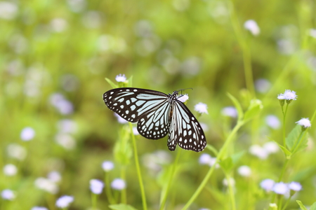 Butterflies live in gardens, beautifully patterned wings.の写真素材