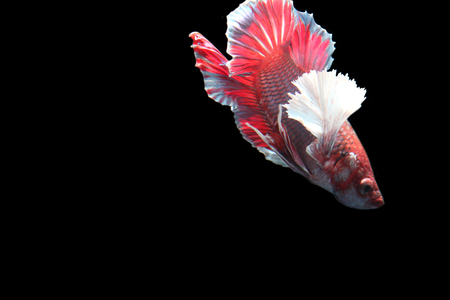 Red fighting fish on a black background.の写真素材