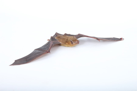 Bat on a white background.の写真素材