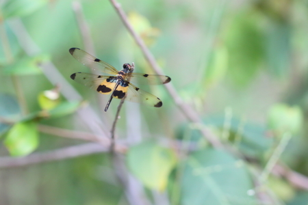 Black-winged dragonfly in yellow garden.の写真素材