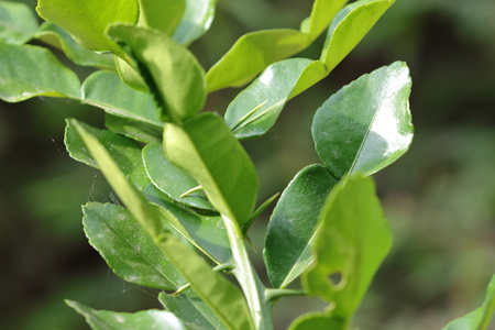 Leaf lime green in the rainy season.の写真素材