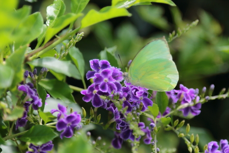 Yellow butterfly catch on purple flowers.の写真素材
