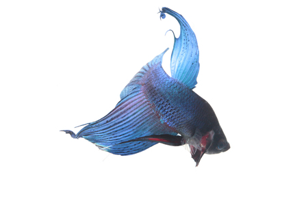 blue Fighting fish.の写真素材