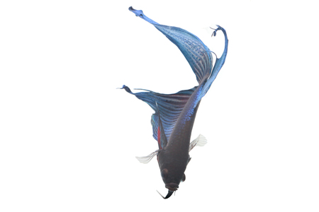 blue Fighting fish.の写真素材