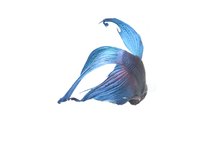 blue Fighting fish.の写真素材