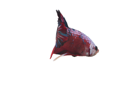 Koi fighting fish.の写真素材