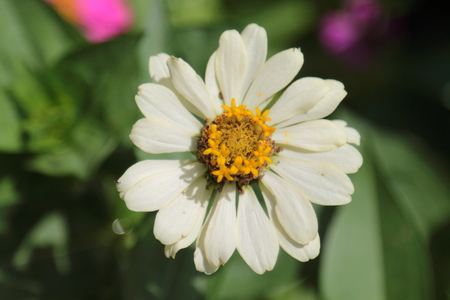 White narrowleaf zinnia in the garden.の写真素材