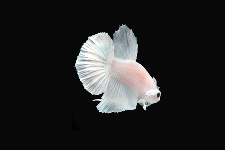 White platinum Fighting fish.の写真素材