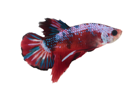 Koi fighting fish.の写真素材