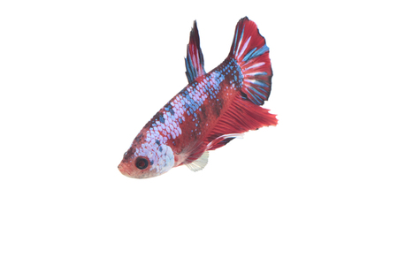 Koi fighting fish.の写真素材