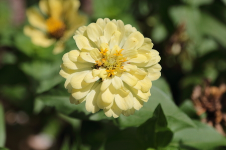 yellow narrowleaf zinnia in the garden.の写真素材