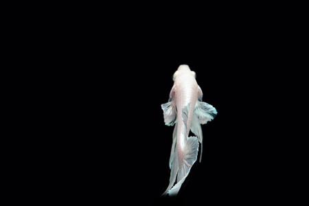 White platinum Fighting fish.の写真素材