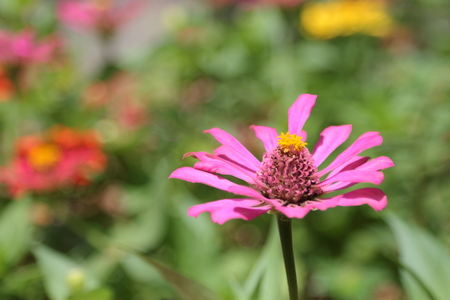 purple narrowleaf zinnia in the garden.の写真素材