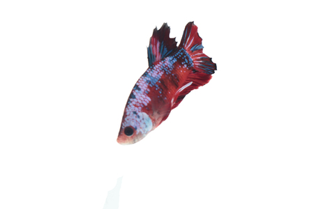 Koi fighting fish.の写真素材