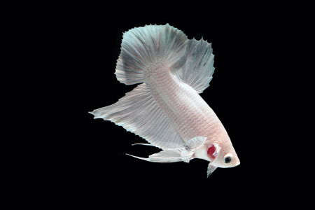 White platinum Fighting fish.の写真素材