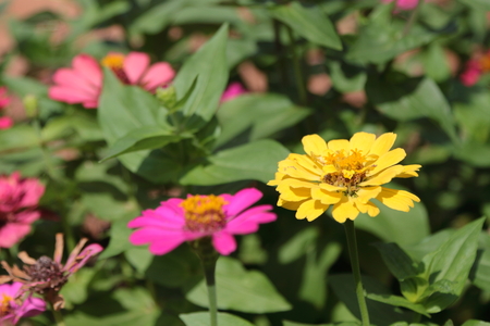 yellow narrowleaf zinnia in the garden.の写真素材