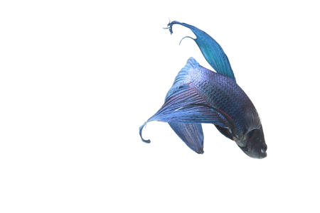 blue Fighting fish.の写真素材