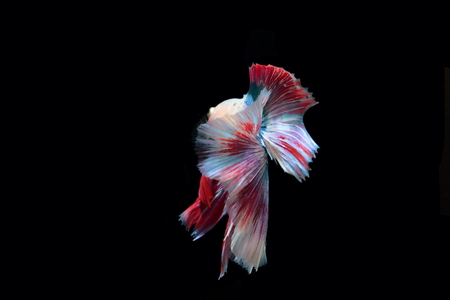 yellow fighting fish on a black background The tail is similar to the Thai flag.の写真素材