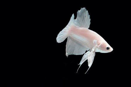 White platinum Fighting fish.の写真素材