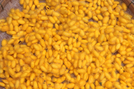 Natural yellow cocoon, a source of silk thread and silk fabric.の写真素材
