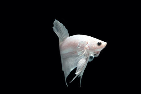 White platinum Fighting fish.の写真素材