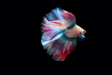 yellow fighting fish on a black background The tail is similar to the Thai flag.の写真素材