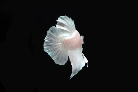 White platinum Fighting fish.の写真素材
