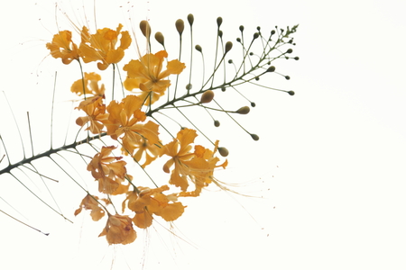 Yellow dwarf Poinciana is a beautiful flower.の写真素材