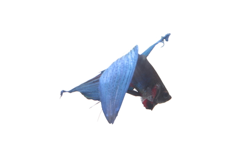 blue Fighting fish.の写真素材