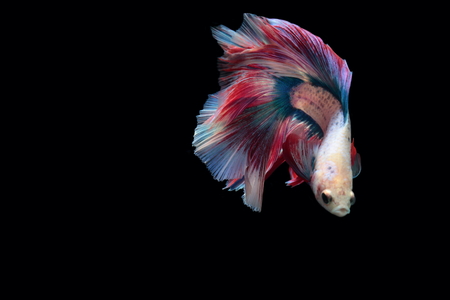 yellow fighting fish on a black background.の写真素材