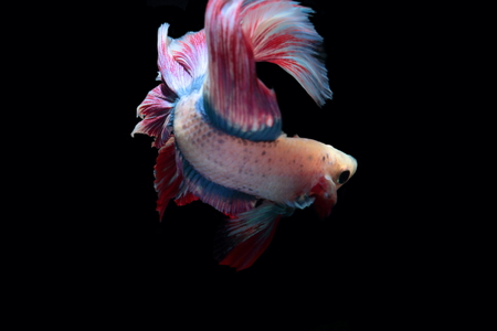 yellow fighting fish on a black background.の写真素材