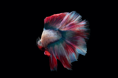 yellow fighting fish on a black background.の写真素材